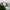 Baby Bee
