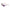 Gray Tu-ton Roxo